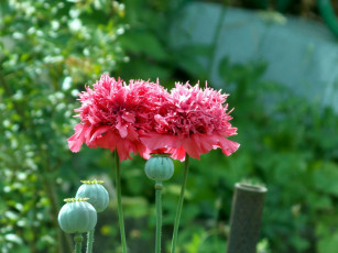 Картинка цветы маки мохнатый