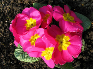 Картинка цветы примулы крупным планом розовый примула