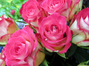 Картинка цветы розы нежный