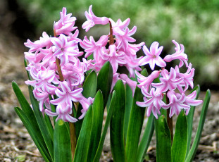 Картинка цветы гиацинты гиацинт розовый весна