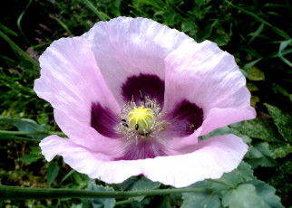 Картинка цветы маки макро