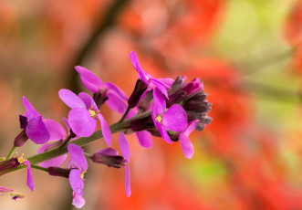 Картинка цветы луговые+ полевые +цветы веточка розовые макро