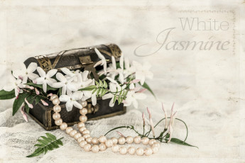 Картинка цветы жасмин сундучок ожерелье листья белый индийский