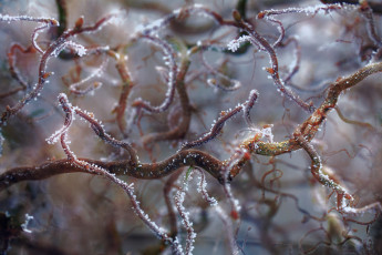 Картинка природа макро изморозь льдинки иней ветки