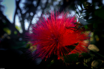 Картинка цветы акация цветок розовый