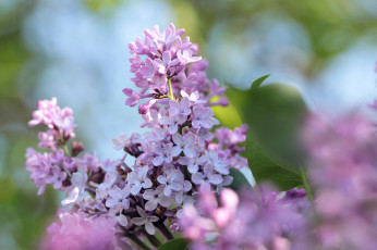 Картинка цветы сирень макро небо