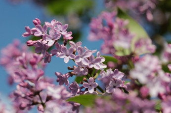 Картинка цветы сирень макро небо