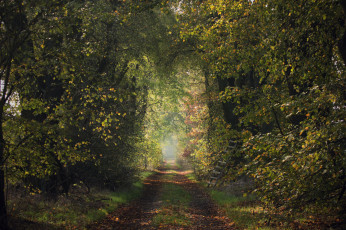 Картинка природа дороги дорога лестница деревья