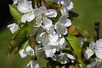 Картинка цветы цветущие+деревья+ +кустарники листья весна