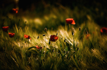 Картинка цветы маки поле колоски тёмные тона