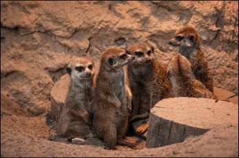 Картинка животные сурикаты компашка