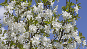 Картинка цветы цветущие+деревья+ +кустарники ветка