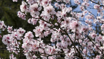 Картинка цветы цветущие+деревья+ +кустарники ветка