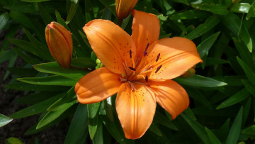 Картинка цветы лилии +лилейники лепестки