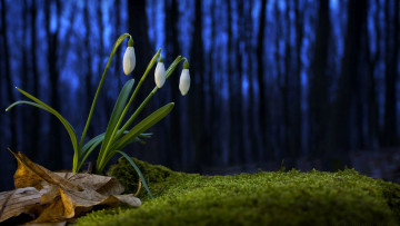 Картинка цветы подснежники +белоцветники +пролески лист