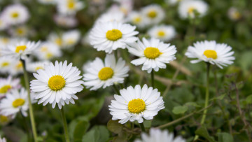 Картинка цветы ромашки лепестки