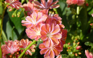 Картинка цветы амариллисы +гиппеаструмы лепестки