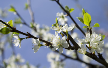 Картинка цветы цветущие+деревья+ +кустарники ветка