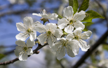 Картинка цветы цветущие+деревья+ +кустарники ветка