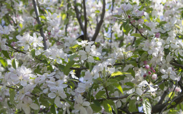 Картинка цветы цветущие+деревья+ +кустарники ветка