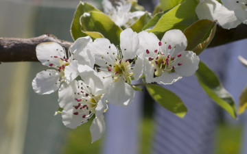 Картинка цветы цветущие+деревья+ +кустарники ветка