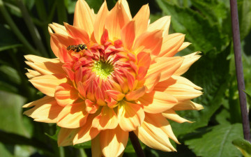 Картинка цветы георгины оса лепестки