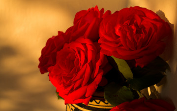 Картинка цветы розы