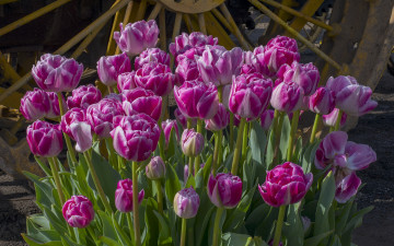 Картинка цветы тюльпаны бутоны