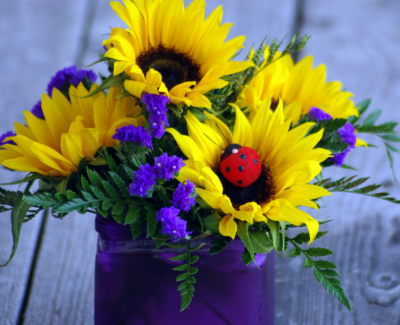 Обои картинки фото цветы, букеты,  композиции, коровка, божья, подсолнух