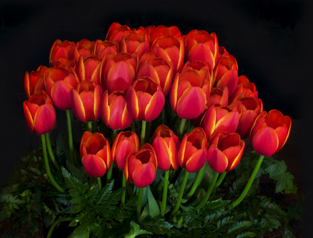 Обои картинки фото цветы, тюльпаны, бутоны