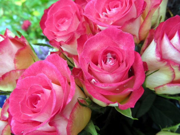 Обои картинки фото цветы, розы, нежный