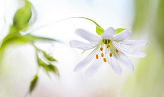 Обои картинки фото цветы, луговые , полевые,  цветы, цветок, лепестки, тычинки, стебель