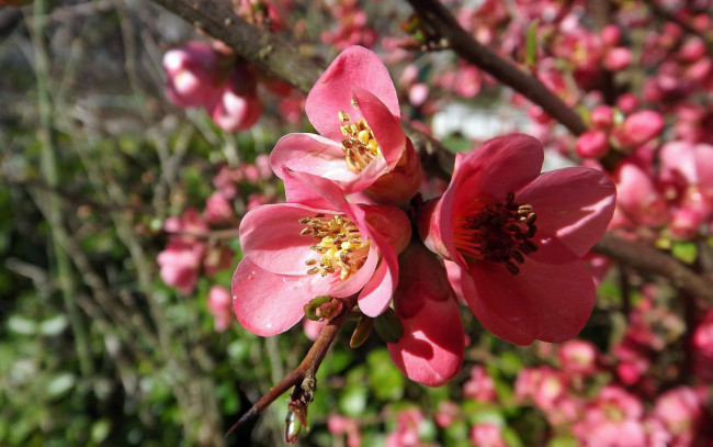 Обои картинки фото цветы, айва, лепестки, ветка, фон