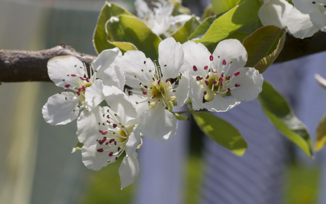 Обои картинки фото цветы, цветущие деревья ,  кустарники, ветка
