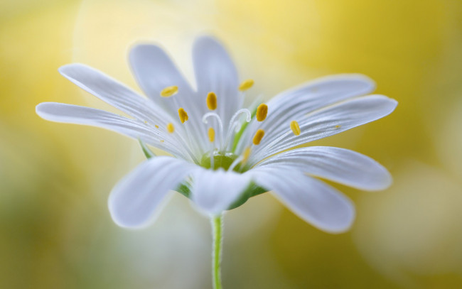 Обои картинки фото цветы, луговые , полевые,  цветы, цветок, лепестки, тычинки, стебель, растение