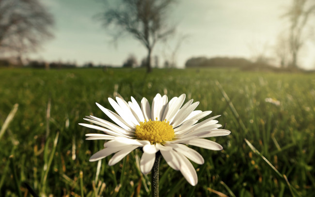 Обои картинки фото цветы, ромашки, лепестки