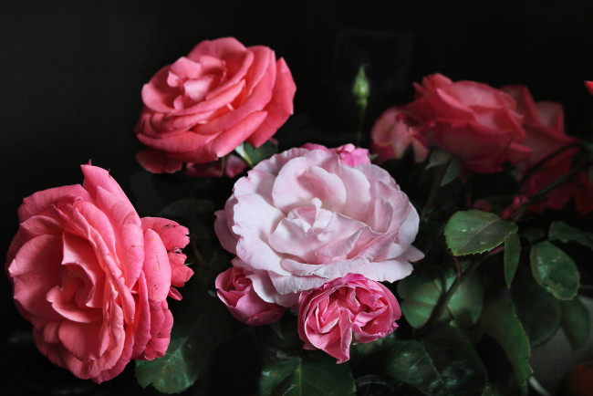 Обои картинки фото цветы, розы, розовый