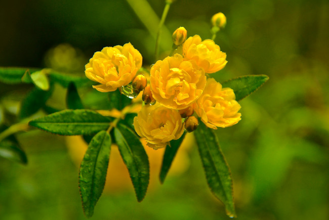 Обои картинки фото цветы, куст, листья, макро, капли, вода, роса, лепестки, бутон, соцветие