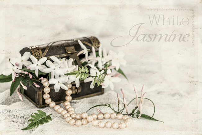 Обои картинки фото цветы, жасмин, сундучок, ожерелье, листья, белый, индийский