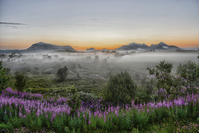 Обои картинки фото природа, пейзажи, трава, поле, туман, цветы