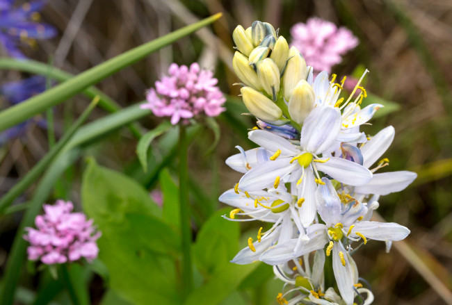 Обои картинки фото цветы, луговые , полевые,  цветы, макро, лепестки, тычинки