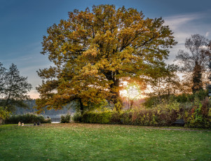 Картинка природа деревья крона дерево
