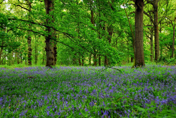 Картинка природа лес стволы деревья