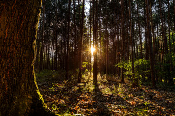 Картинка природа лес стволы деревья