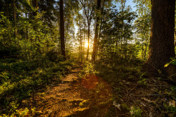 Картинка природа лес стволы деревья