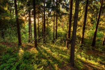 Картинка природа лес стволы деревья