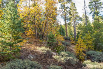 Картинка природа лес стволы деревья