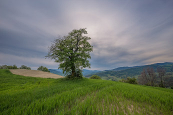 Картинка природа деревья крона дерево