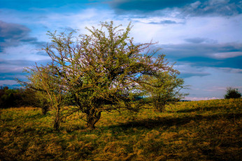 Картинка природа деревья крона дерево