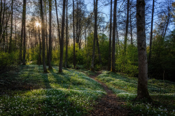 Картинка природа лес деревья стволы